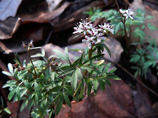 {Erigenia bulbosa}